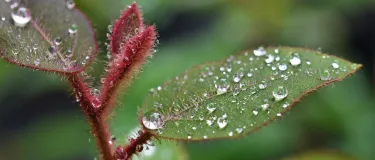 David Clode - Wandering around Yuruga plant nursery on a drizzly day, these water droplets on the fresh new growth of a Cadagi gum caught my eye.