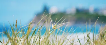 Nick Sarvari Unsplash - Beach Grass