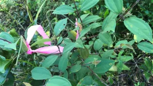 Scrub turpentine at Bli Bli Quarry