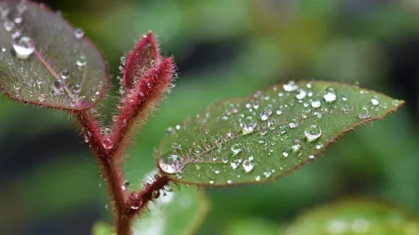 David Clode - Wandering around Yuruga plant nursery on a drizzly day, these water droplets on the fresh new growth of a Cadagi gum caught my eye.