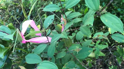 Scrub turpentine at Bli Bli Quarry