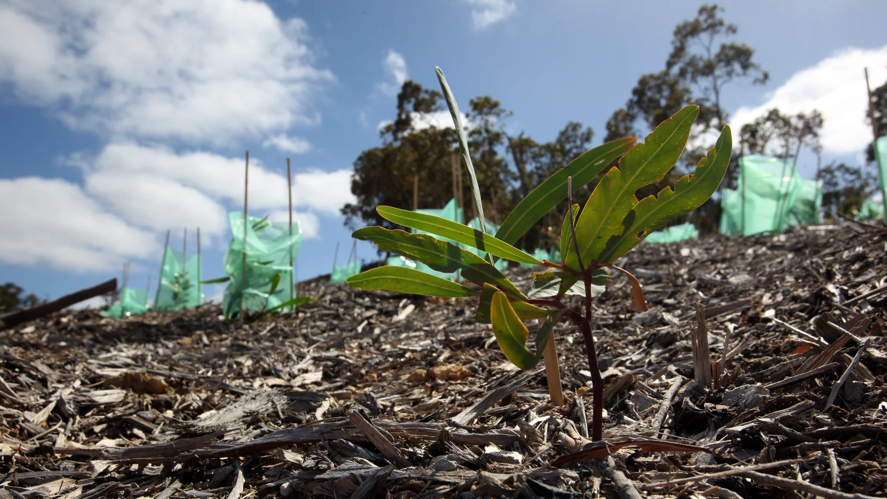 Close-up of a young eucalypt seedling in mulch, with rows of tree guards and mature trees on a rehabilitated slope at Gosnells Quarry.