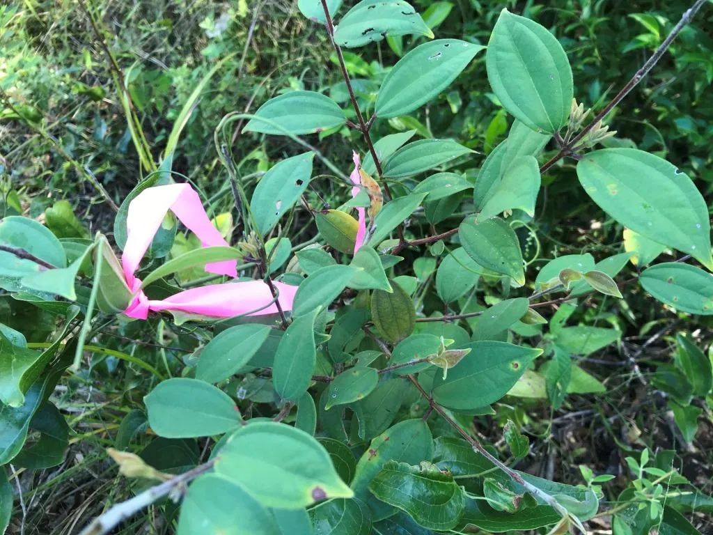Scrub turpentine at Bli Bli Quarry