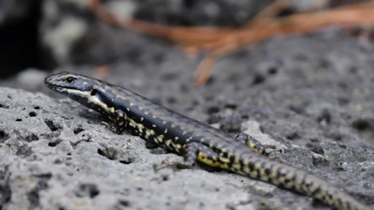 Corangamite Water Skink