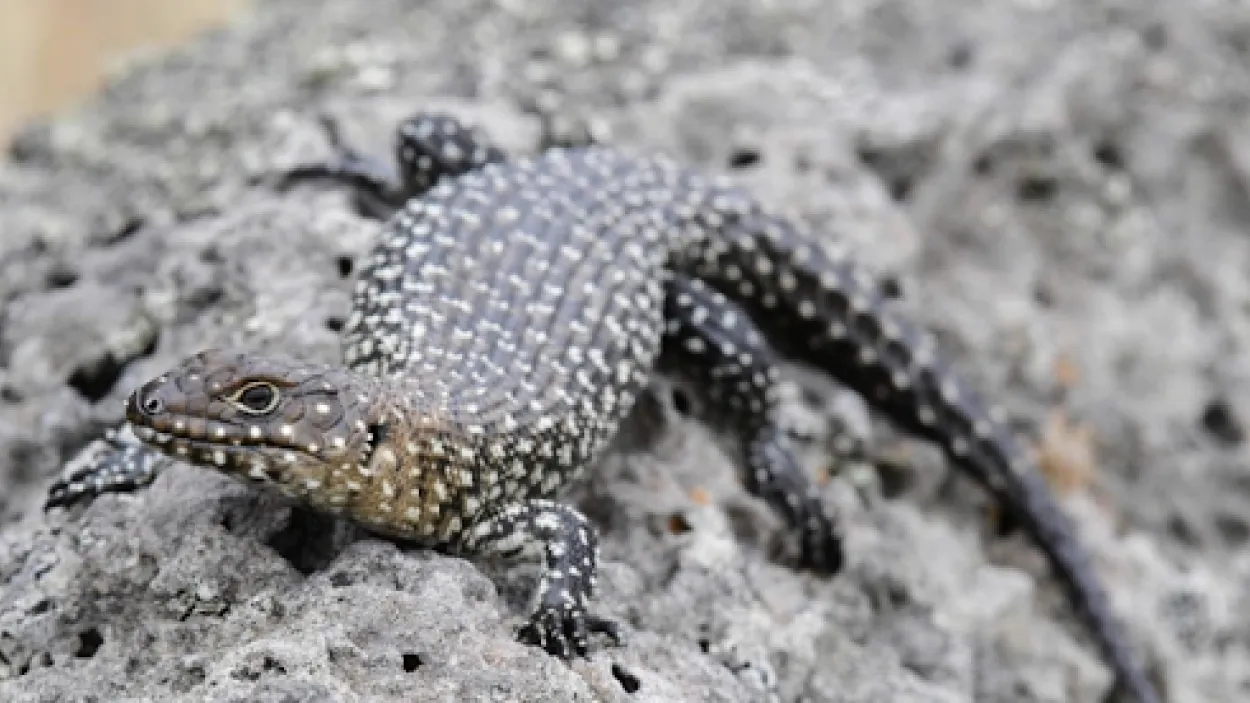 Corangamite Water Skink