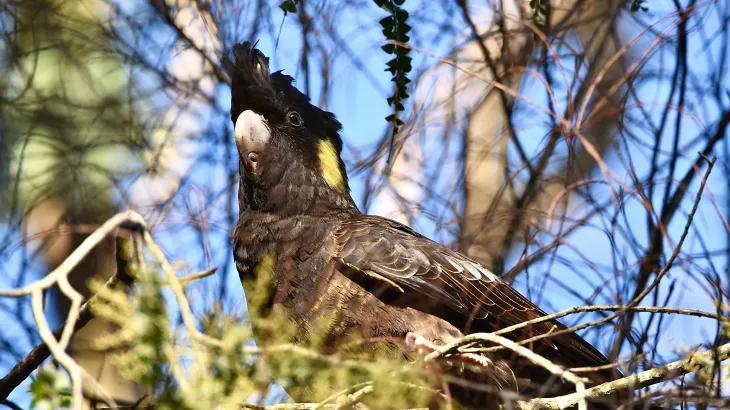 Geoffrey Moore on Unsplash - Gorgeous female Yellow-tailed black cockatoo (𝘡𝘢𝘯𝘥𝘢 𝘧𝘶𝘯𝘦𝘳𝘦𝘢) posing nicely in the late afternoon light.