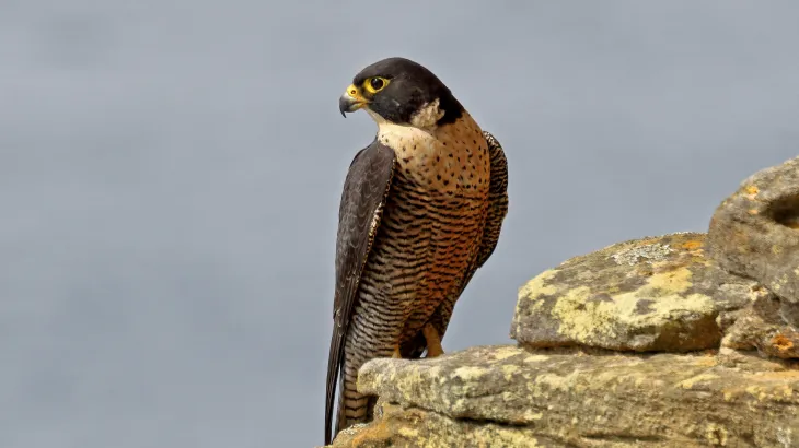 Peregrine Falcon standing on a rock ledge