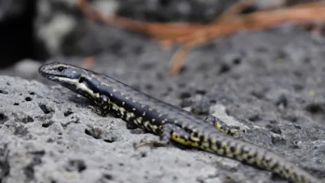 Corangamite Water Skink