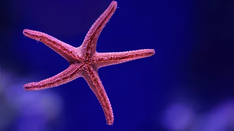 David Clode on Unsplash: This is the underside of a pretty pink starfish up against the glass in a tank at the Cairns aquarium. Cairns Aquarium, Cairns City, Australia